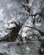 Flight Through the Forest