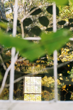 Gold and Green Reflection Photo