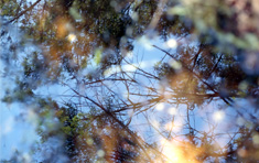 Color image of Reflection in a summer pool