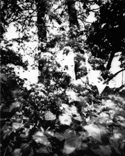 Summer Under the Ivey Trees