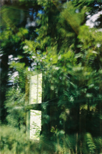 reflection photo of verdant breeze